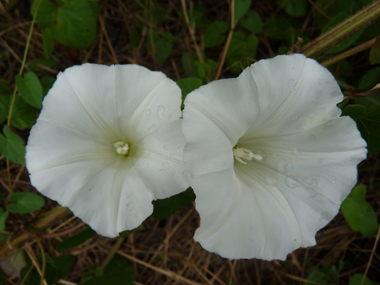 Unique grande fleur blanche (jusque 6 ou 7 cm de diamètre). Agrandir dans une nouvelle fenêtre ou onglet)